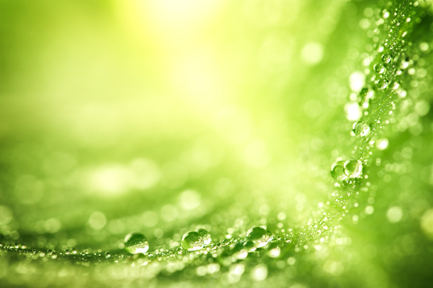 Schönes grünes Blatt mit Wassertropfen - Foto, Bild