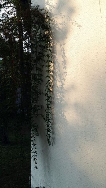 Ivy sur le mur - Photo, image