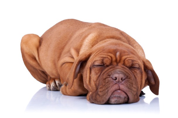 Cachorro durmiente de dogue de bordeaux
 - Foto, Imagen
