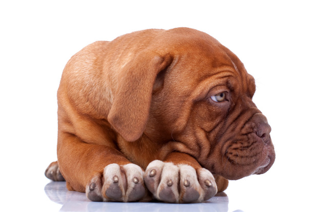 dogue de Bordeaux oturan köpek yavrusu - Fotoğraf, Görsel