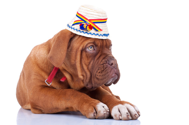 geleneksel Romen şapka giyen köpek - Fotoğraf, Görsel