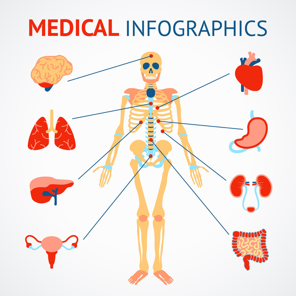 menselijke organen infographic - Vector, afbeelding