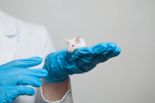 Un pequeño ratón blanco con ojos rojos en la mano de un científico en un guante de goma azul. - Foto, imagen