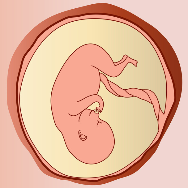 embrión fetal - Vector, imagen