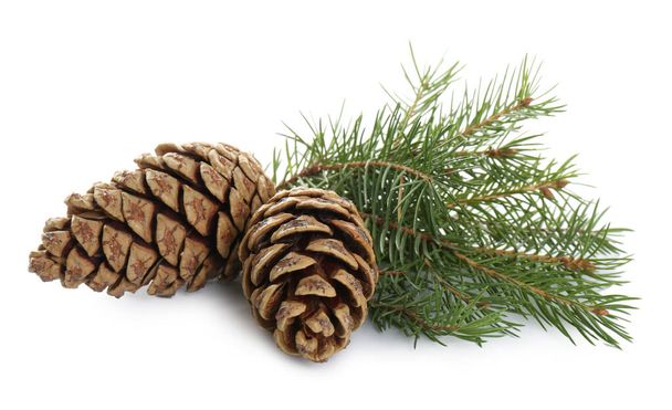 Beautiful fir tree branches with pinecones on white background - Foto, Imagem