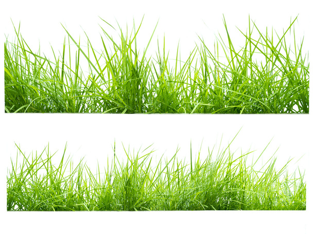 Grünes Gras auf Weiß - Foto, Bild