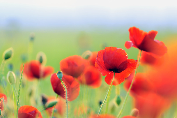Field of poppies - Photo, Image