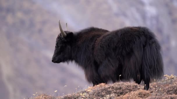 Ein Yak steht auf einem Hügel mit dem Himalaya-Gebirge im Hintergrund in der Mustang-Region in Nepal. - Filmmaterial, Video