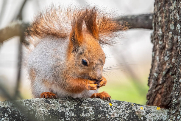 The squirrel with nut sits on a branches in the spring or summer. Eurasian red squirrel, Sciurus vulgaris - 写真・画像