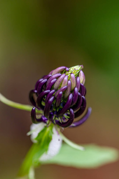 Цветок Phyteuma ovatum, растущий в горах, крупным планом - Фото, изображение