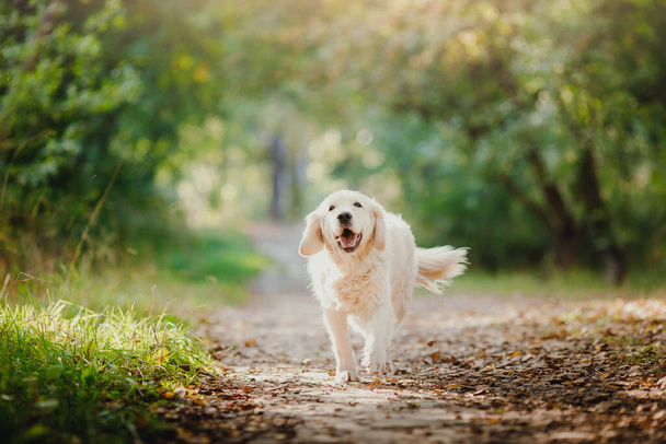 Active, smile Dog Labrador Happy golden retriever Run outdoors in grass park on sunny summer day - Fotografie, Obrázek