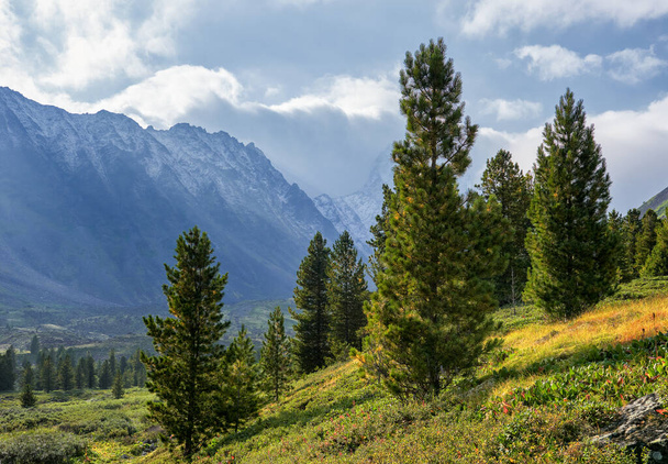 Slender young Siberian cedars on a hillside. Mountain landscape. Eastern Sayan. Russia - Valokuva, kuva