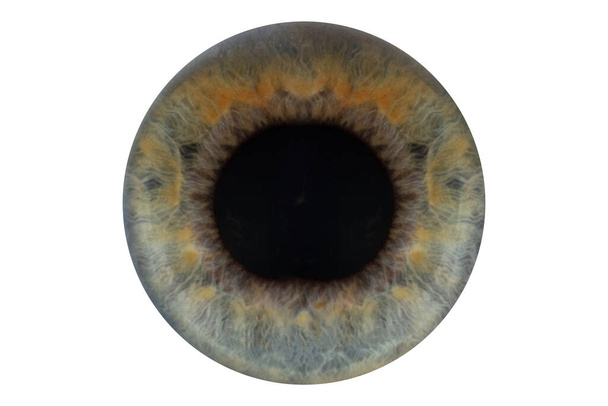blauwe pupil op witte achtergrond isoleren - Foto, afbeelding