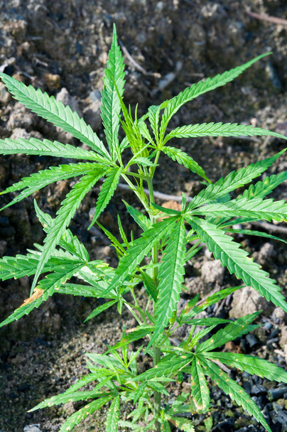 zöld levél cannabis indica növény (ganja) - Fotó, kép
