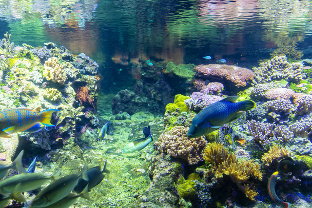 Krásný výhled na akvárium Janov. Velká rozmanitost vodních živočichů. - Fotografie, Obrázek