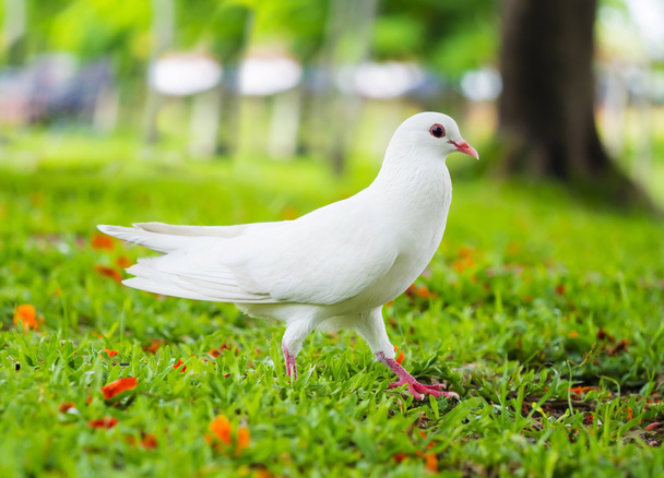 pigeons standing on the grass  - 写真・画像
