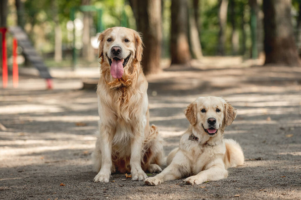 Two golden retriever dogs - Photo, image
