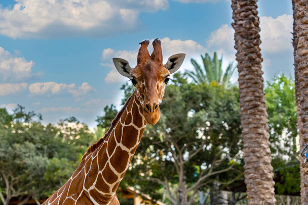 Selective focus of beautiful giraffe with long neck. Portrait a smiling giraffe (giraffa camelopardalis) is an african mammal in the background of clouds, blue sky and green trees. Funny animals face - 写真・画像
