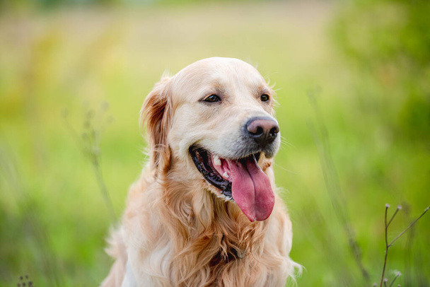 Golden retriever dog outdoors in summer - Fotoğraf, Görsel