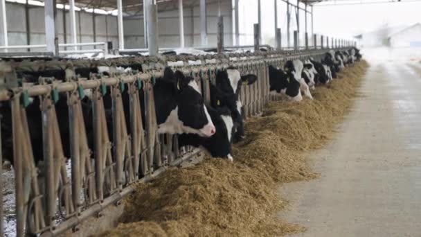 gazdálkodás és állattenyésztés, sok kíváncsi fekete-fehér tehén a füljelzőn a gazdaságban egy istállóban eszik takarmány a szabadban - Felvétel, videó