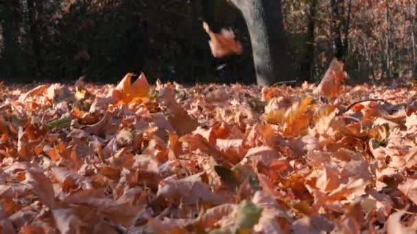 Narancs levelek hullanak le a fákról az őszi erdőben.. - Felvétel, videó