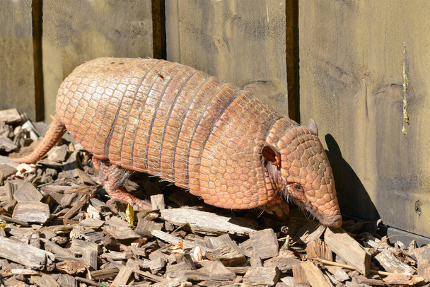 Armadillo Free Stock Photos, Images, and Pictures of Armadillo