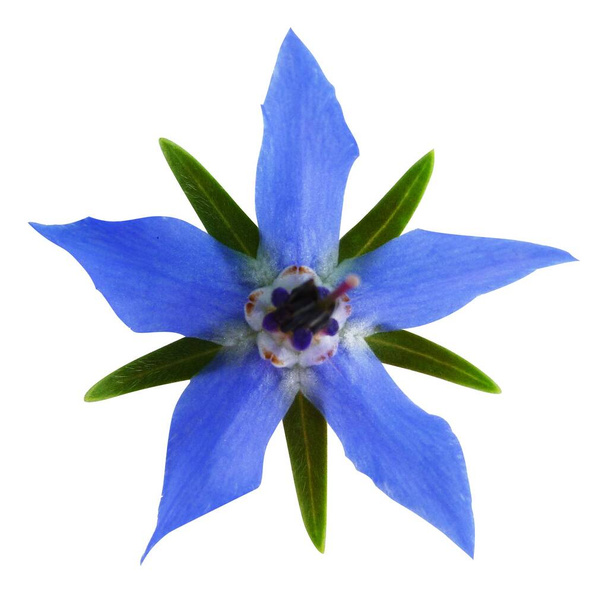 Borage flower isolated on white background. Blue flowers of Borage - Photo, Image