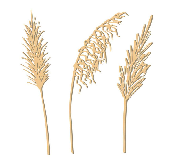 Hand-drawn vector drawing in pastel beige colors. Set of twigs, inflorescences of panicles of pampas grass isolated on white background. Reed, a wild steppe plant. For decoration in boho style. - Vektör, Görsel