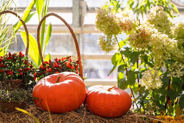 Two orange pumpkins, white hydrangea bush with green leaves and red chili peppers in wicker basket on background. Autumn harvest holiday. Fall composition. Selective focus - Foto, Imagem