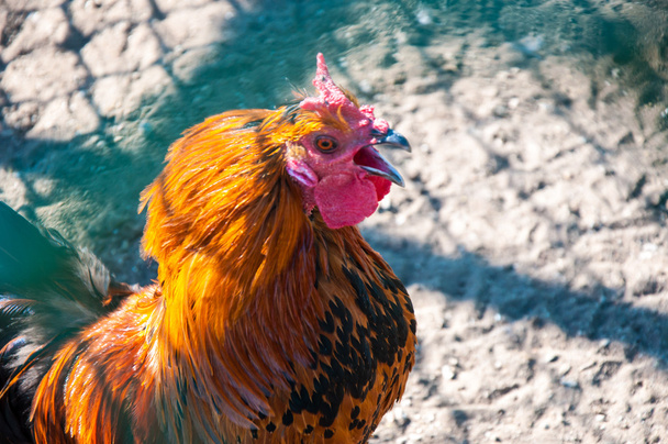Decorative rooster - Photo, Image