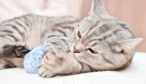 heureux chat gris tabby jouer avec une boule de fil sur un lit. beau chaton à l'intérieur - Photo, image
