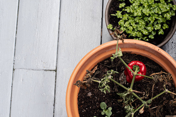 Paprikapflanze in einem Keramiktopf und frische Petersilie, die in einem kleinen Topf im Freien wächst. Blick von oben auf die Gartentöpfe und den hölzernen Terrassenboden. - Foto, Bild