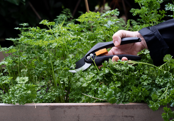 Людина обрізає ножиці, також відомі як секатори, коли збирає свіжу петрушку з трав "яного саду. Фото у Швеції. - Фото, зображення