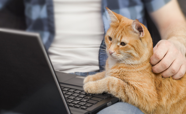 un homme travaille sur un ordinateur portable et un chat roux est assis à côté de - Photo, image