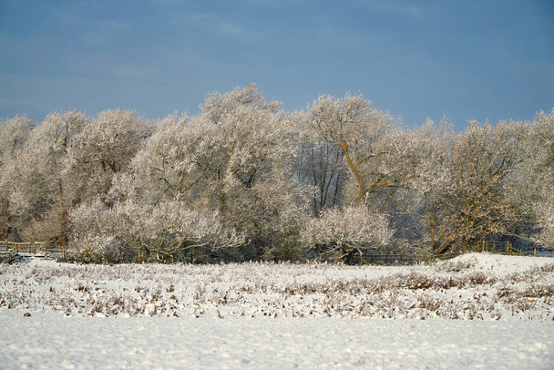 雪の冬の風景や木々 - 写真・画像