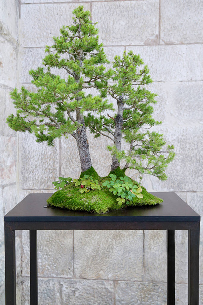 Picea bonsai tree on a wooden table against a stone wall - Photo, Image