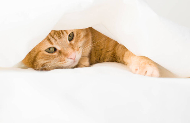 gatto rossiccio nascosto sotto la coperta - Foto, immagini