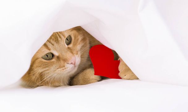 gatto rossiccio sotto una coperta bianca con un valentino nella forma di un cuore - Foto, immagini