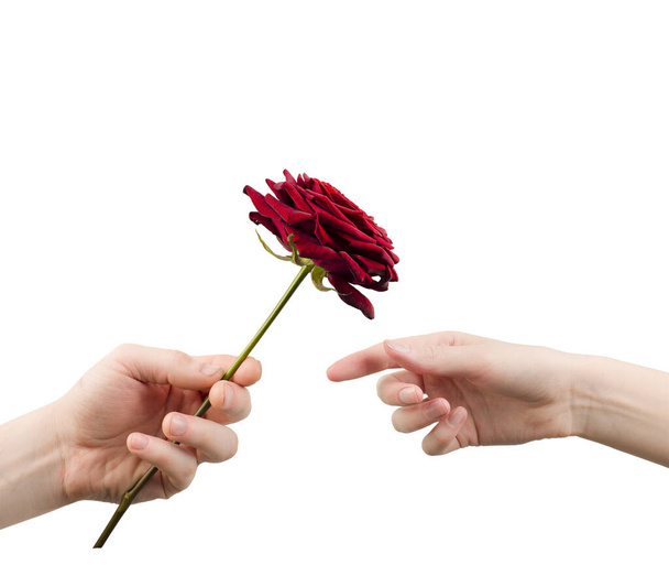 l'uomo dona una rosa a una donna. mani da vicino su sfondo bianco isolato - Foto, immagini