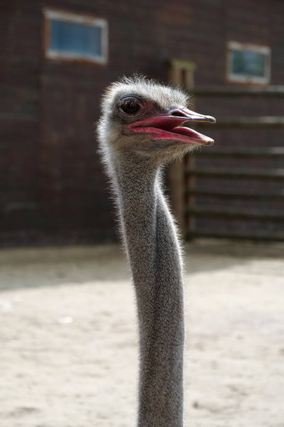 Avestruz en una granja de avestruces, Struthio camelus - Foto, imagen