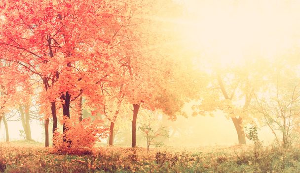 sonbahar aylarında güneşli orman, vintage etkisi ile doğal arka plan - Fotoğraf, Görsel