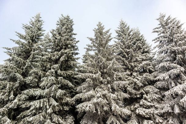 Krásná zimní krajina na výšinách Durynského lesa u Oberhofu - Durynsko - Fotografie, Obrázek