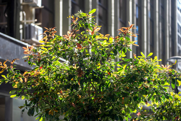 beautiful green leaves on tree - Fotó, kép
