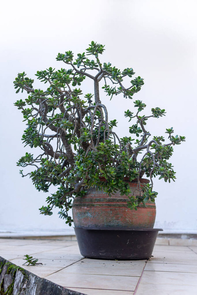 planta grande Crassula ovata (planta de jade) em um vaso de flores ao ar livre pela parede da casa - Foto, Imagem
