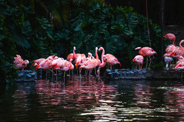 flamencos en el agua en el zoológico - Foto, imagen
