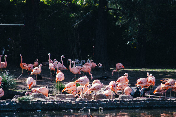 фламинго в парке, природа - Фото, изображение