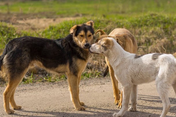Три бездомних собаки пахнуть один від одного, стоячи на сільській дорозі в Україні весняного сезону. - Фото, зображення