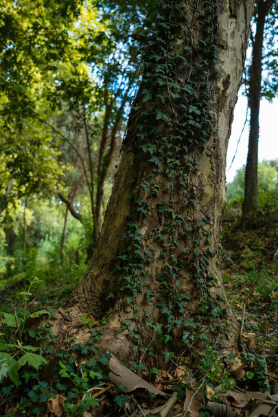 L'albero della foresta della Catalogna - Foto, immagini