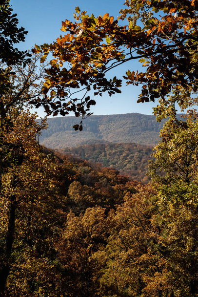 A scenic shot of an autumn forest full of trees with orange and yellow leaves and a mountain - Fotó, kép