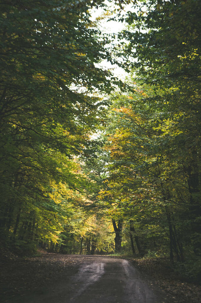 A vertical shot of a trail in a beautiful forest - Фото, зображення